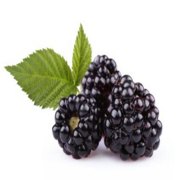 blackberry-350×350